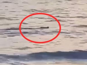 Heboh Buaya Muncul di Pantai Salopi Pinrang, Warga Minta Damkar Evakuasi