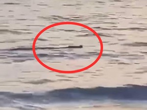Heboh Buaya Muncul di Pantai Salopi Pinrang, Warga Minta Damkar Evakuasi