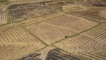 Ratusan Hektare Sawah di Sulsel Mengering Akibat Kemarau dan El Nino