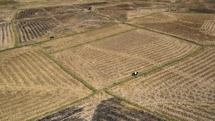 Ratusan Hektar Sawah di Sulsel Mengering Akibat Kemarau dan El Nino Foto udara area persawahan yang mengering akibat kemarau di Kabupaten Gowa, Sulawesi Selatan, Selasa (19/9/2023). Dinas Tanaman Pangan, Holtikultura dan Perkebunan Sulawesi Selatan mencatat sebanyak 153 hektare area pertanian di Sulsel mengalami puso akibat kemarau yang diperparah oleh fenomena El Nino. ANTARA FOTO/Arnas Padda/aww.