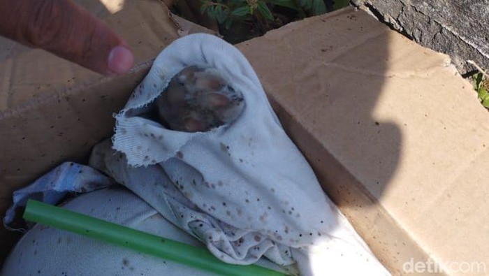 Temuan jasad yang dilaporkan diduga bayi ternyat bangkai kucing.