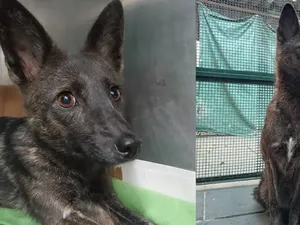 Genetik Anjing Tak Biasa yang Mengejutkan Ilmuwan