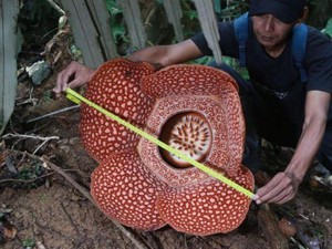 Bunga Bangkai Terancam Punah, Kisah Sukses Konservasi RI Jadi Sorotan