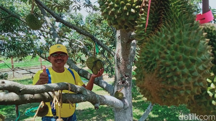 Daniel Wijanarko (57) pensiunan yang kini menggeluti kebun durian Musang King di Desa Granting, Kecamatan Jogonalan, Klaten, Rabu (20/9/2023).