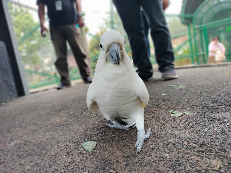 Foto Hewan di TMII di Jepret Pakai Kamera Oppo A98 Menjajal kamera Oppo A98 buat wisata ternyata cukup memuaskan. Hasilnya jernih dan membuat kenang-kenangan saat berlibur jadi makin oke.