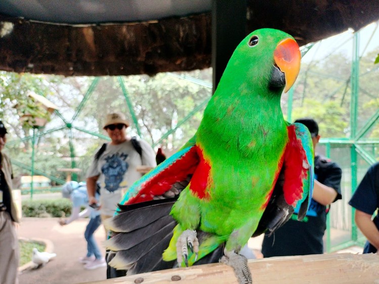 Foto Hewan di TMII di Jepret Pakai Kamera Oppo A98 Menjajal kamera Oppo A98 buat wisata ternyata cukup memuaskan. Hasilnya jernih dan membuat kenang-kenangan saat berlibur jadi makin oke.
