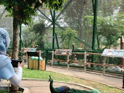 Cakepnya Foto Hewan di TMII, Dipotret Pakai Kamera Oppo A98