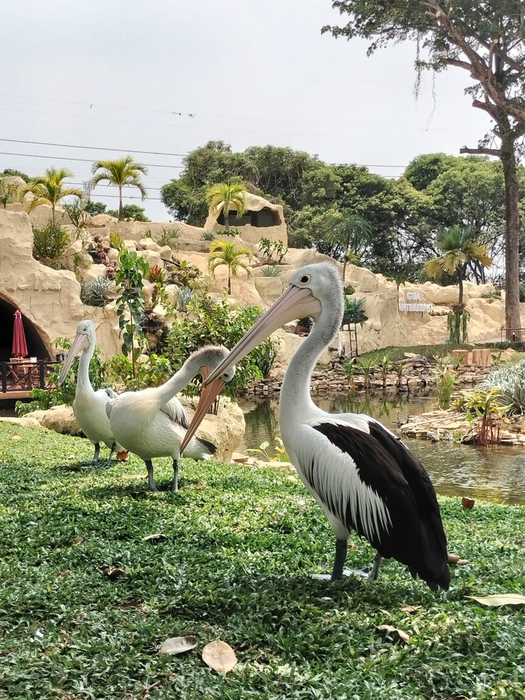 Foto Hewan di TMII di Jepret Pakai Kamera Oppo A98 Menjajal kamera Oppo A98 buat wisata ternyata cukup memuaskan. Hasilnya jernih dan membuat kenang-kenangan saat berlibur jadi makin oke.