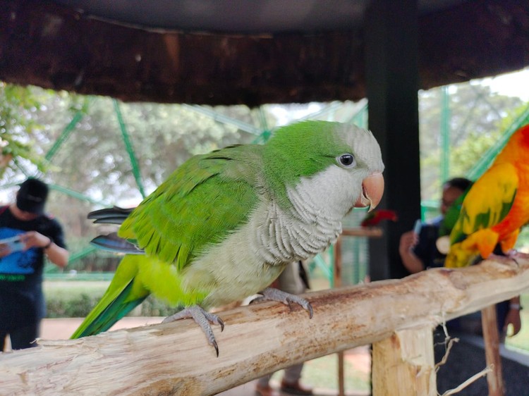 Foto Hewan di TMII di Jepret Pakai Kamera Oppo A98 Menjajal kamera Oppo A98 buat wisata ternyata cukup memuaskan. Hasilnya jernih dan membuat kenang-kenangan saat berlibur jadi makin oke.