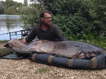 Wujud Lele Jumbo 50 Kg yang Ditangkap Pemancing, Pecahkan Rekor