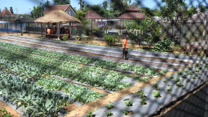 Kehidupan Humanis di Lapas Bangli Sejumlah warga binaan pemasyarakatan (WBP) menyaksikan rekannya berlatih keterampilan baris berbaris di Lapas Narkotika Kelas IIA Bangli, Bali.