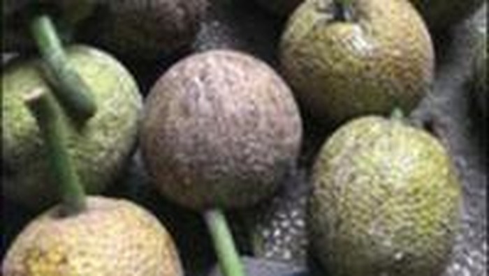 Kembali ke Keanekaragaman Pangan