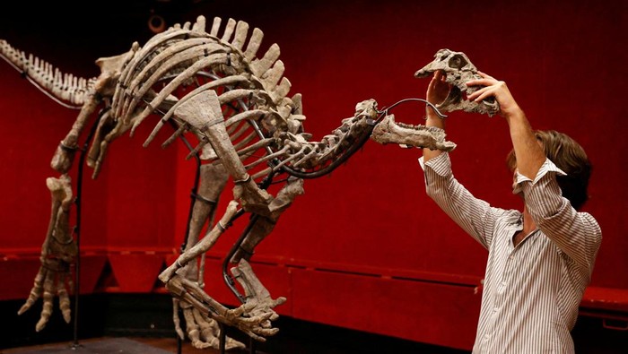 Kerangka Dinosaurus Berusia 150 Juta Tahun Akan Dilelang, Begini Wujudnya Auction house employee Arthur reconstructs the skeleton of an adult dinosaur named Barry, a large specimen of Camptosaurus from the end of the Jurassic period, roughly 150 million years ago, with remarkable preservation and one of the most complete skulls ever documented for the specie, at Drouot auction house in Paris, France, September 12, 2023. REUTERS/Abdul Saboor TPX IMAGES OF THE DAY