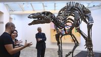 Kerangka Dinosaurus Berusia 150 Juta Tahun Akan Dilelang, Begini Wujudnya