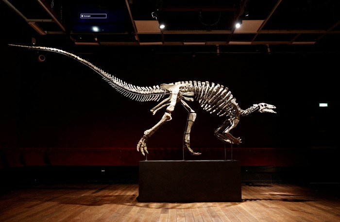 The skeleton of an adult dinosaur named Barry, a large specimen of Camptosaurus from the end of the Jurassic period, roughly 150 million years ago, with remarkable preservation and one of the most complete skulls ever documented for the specie, is on display at Drouot auction house in Paris, France, September 12, 2023. REUTERS/Abdul Saboor