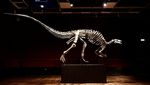 Kerangka Dinosaurus Berusia 150 Juta Tahun Akan Dilelang, Begini Wujudnya