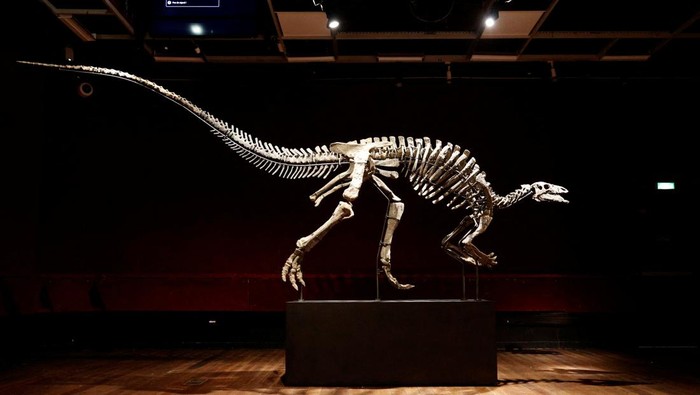 Kerangka Dinosaurus Berusia 150 Juta Tahun Akan Dilelang, Begini Wujudnya The skeleton of an adult dinosaur named Barry, a large specimen of Camptosaurus from the end of the Jurassic period, roughly 150 million years ago, with remarkable preservation and one of the most complete skulls ever documented for the specie, is on display at Drouot auction house in Paris, France, September 12, 2023. REUTERS/Abdul Saboor