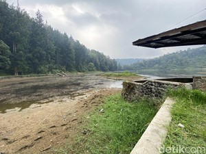 Danau Situ Gunung Surut, 100 Hektare Lahan Pertanian Mengering