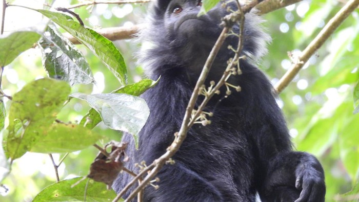 Lutung Jawa.