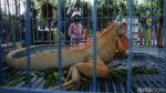 Melihat Pameran Flora dan Fauna di Lapangan Banteng