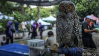 Seekor burung hantu bertengger di salah satu stand pameran Flora dan Fauna.  