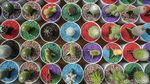 Melihat Pameran Flora dan Fauna di Lapangan Banteng