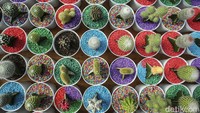 Tanaman hias berupa kaktus juga dijual di sini. Satu kaktus kecil dijual dengan harga Rp 25.000.  