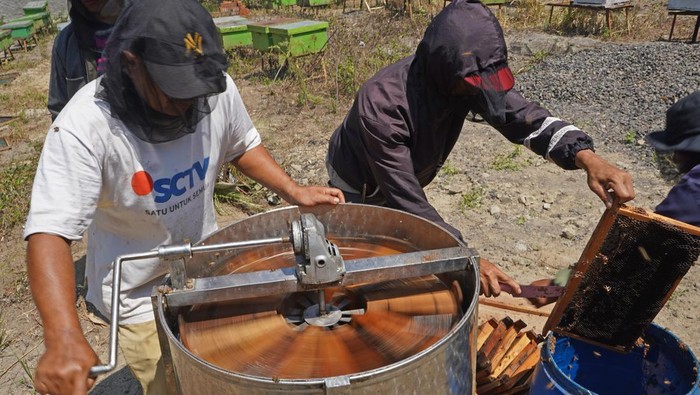 Pekerja memanen madu bunga kopi di areal perkebunan kopi desa Jumo, Temanggung, Jawa Tengah, Rabu (20/9/2023). Menurut peternak lebah madu saat musim kemarau seperti saat ini produksi madu melimpah sehingga bisa panen dua kali setiap bulan dengan harga jual Rp70 ribu - Rp100 ribu per kilogram. ANTARA FOTO/Anis Efizudin/hp.