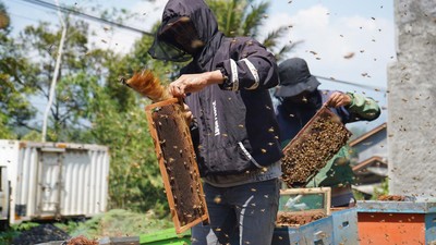 Musim Keramau Jadi Berkah untuk Peternak Lebah Madu
