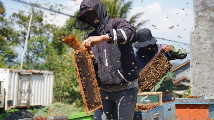 Pekerja memanen madu bunga kopi di areal perkebunan kopi desa Jumo, Temanggung, Jawa Tengah, Rabu (20/9/2023). Menurut peternak lebah madu saat musim kemarau seperti saat ini produksi madu melimpah sehingga bisa panen dua kali setiap bulan dengan harga jual Rp70 ribu - Rp100 ribu per kilogram. ANTARA FOTO/Anis Efizudin/hp.