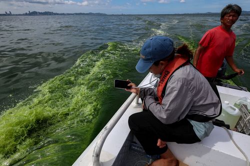 An aerial view of green sea water caused by plankton bloom at Chonburi's coastline, Thailand, September 14, 2023. REUTERS/Napat Wesshasartar