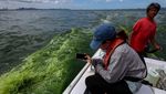 Pesisir Laut Thailand Berubah Hijau, Ancam Ekosistem dan Pariwisata