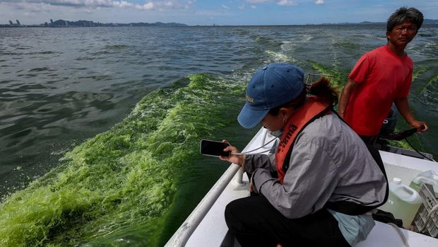 An aerial view of green sea water caused by plankton bloom at Chonburi's coastline, Thailand, September 14, 2023. REUTERS/Napat Wesshasartar