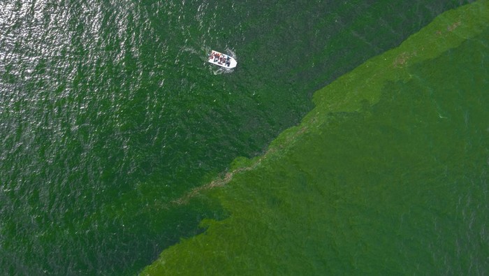 An aerial view of green sea water caused by plankton bloom at Chonburi's coastline, Thailand, September 14, 2023. REUTERS/Napat Wesshasartar