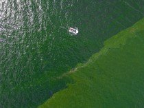 Viral Laut di Thailand Jadi Hijau Pekat, Ternyata Ini Penyebabnya