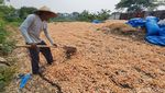 Potret Buruh Penjemur Kulit Udang, Diupah Rp 100.000/Hari