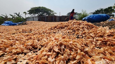 Potret Buruh Penjemur Kulit Udang, Diupah Rp 100.000/Hari