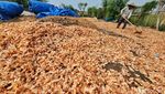 Potret Buruh Penjemur Kulit Udang, Diupah Rp 100.000/Hari