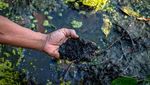 Potret Dampak Kerusakan Akibat Tambak Udang di Karimunjawa