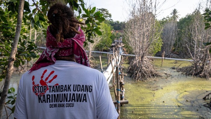 Ketua komunitas pegiat lingkungan Lingkar Juang Karimunjawa Bambang Zakariya menyaksikan hutan mangrove yang mati akibat tercemar sisa limbah tambak udang vaname intensif di tepi pantai Desa Kemujan, Karimunjawa, Jepara, Jawa Tengah, Senin (18/9/2023). Menurut data yang dihimpun komunitas pegiat lingkungan Lingkar Juang Karimunjawa sebanyak 33 titik tambak udang intensif tak berizin di wilayah Karimunjawa telah merusak ekosistem lingkungan hidup, mengganggu sektor ekonomi masyarakat nelayan, petani rumput laut serta pariwisata akibat pencemaran sisa limbah dan deforestasi. ANTARA FOTO/Aji Styawan/tom.