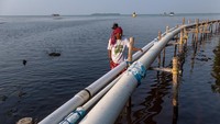 Pipa penyedot air laut untuk tambak udang vaname intensif tak berizin di tepi pantai. Puluhan tambak itu telah merusak ekosistem lingkungan hidup, mengganggu sektor ekonomi masyarakat nelayan, petani rumput laut serta pariwisata akibat pencemaran sisa limbah dan deforestasi.