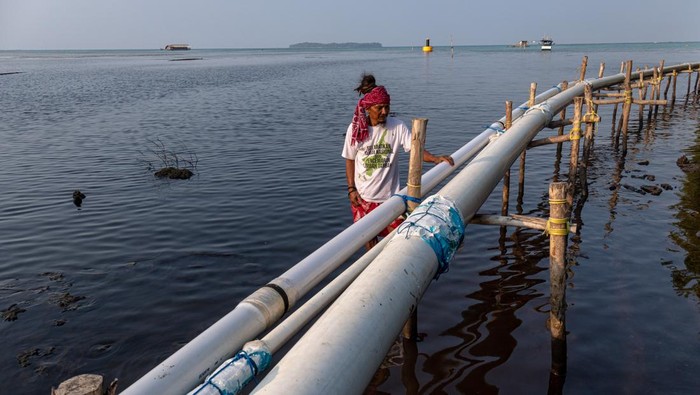 Potret Dampak Kerusakan Akibat Tambak Udang di Karimunjawa Ketua komunitas pegiat lingkungan Lingkar Juang Karimunjawa Bambang Zakariya menyaksikan hutan mangrove yang mati akibat tercemar sisa limbah tambak udang vaname intensif di tepi pantai Desa Kemujan, Karimunjawa, Jepara, Jawa Tengah, Senin (18/9/2023). Menurut data yang dihimpun komunitas pegiat lingkungan Lingkar Juang Karimunjawa sebanyak 33 titik tambak udang intensif tak berizin di wilayah Karimunjawa telah merusak ekosistem lingkungan hidup, mengganggu sektor ekonomi masyarakat nelayan, petani rumput laut serta pariwisata akibat pencemaran sisa limbah dan deforestasi. ANTARA FOTO/Aji Styawan/tom.