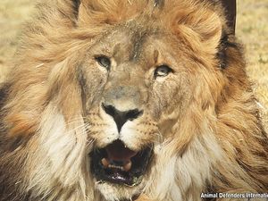 Penjaga Safari World Tewas Diserang Kawanan Singa