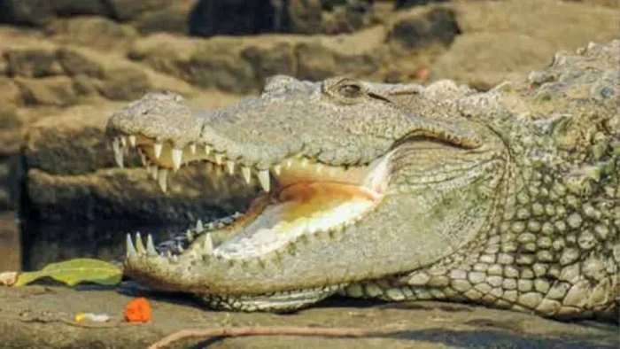 Buaya India