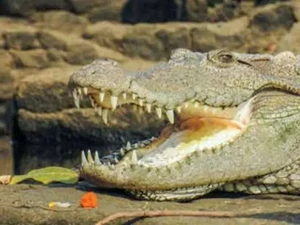 Buaya Selamatkan Anjing di Sungai Bikin Ilmuwan Kebingungan