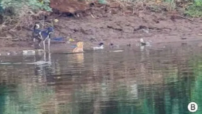 Buaya India