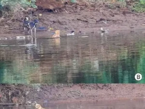 Herannya Ilmuwan Lihat Buaya Selamatkan Anjing di Sungai