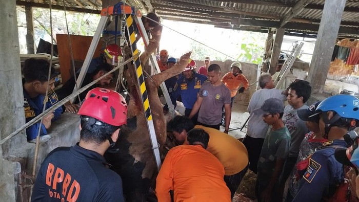 Evakuasi sapi yang tercebur ke sumur di Kota Bogor.