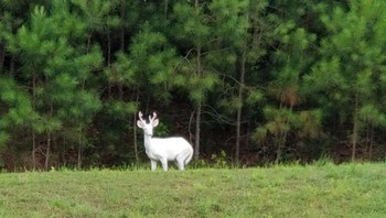 Kijang albino ini mengingatkan kita pada Patronus milik Harry Potter. Foto: Boredpanda