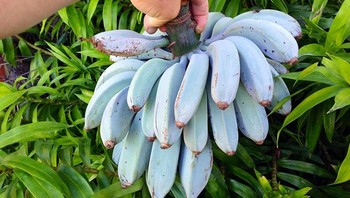 Pisang Jawa Biru Yang Konon Punya Konsistensi Sama Dengan Es Krim Dan Rasa Mirip Vanila Foto: Boredpanda